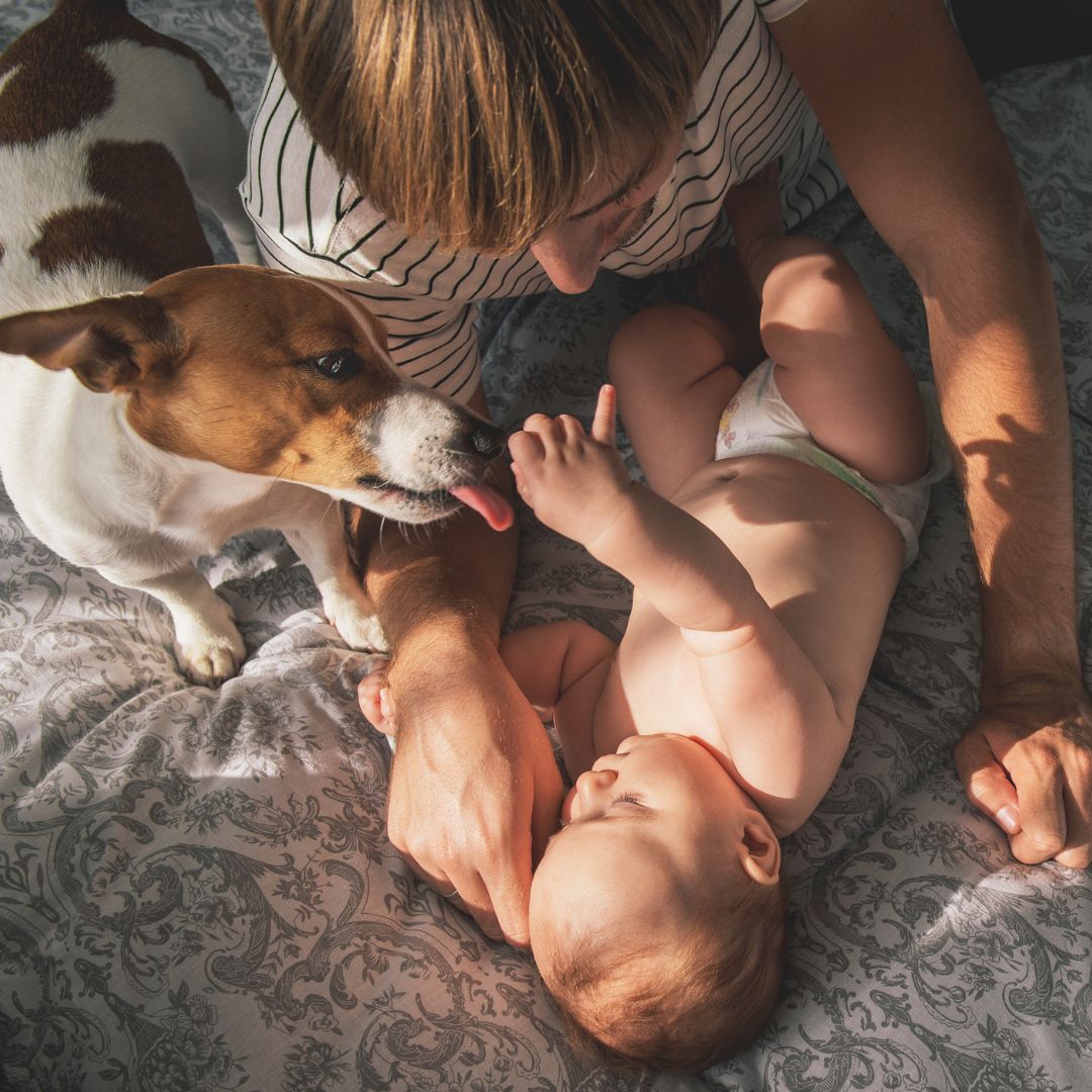 【寵物寶寶】寶寶寵物營養一起做？省時省力全家健康一把抓