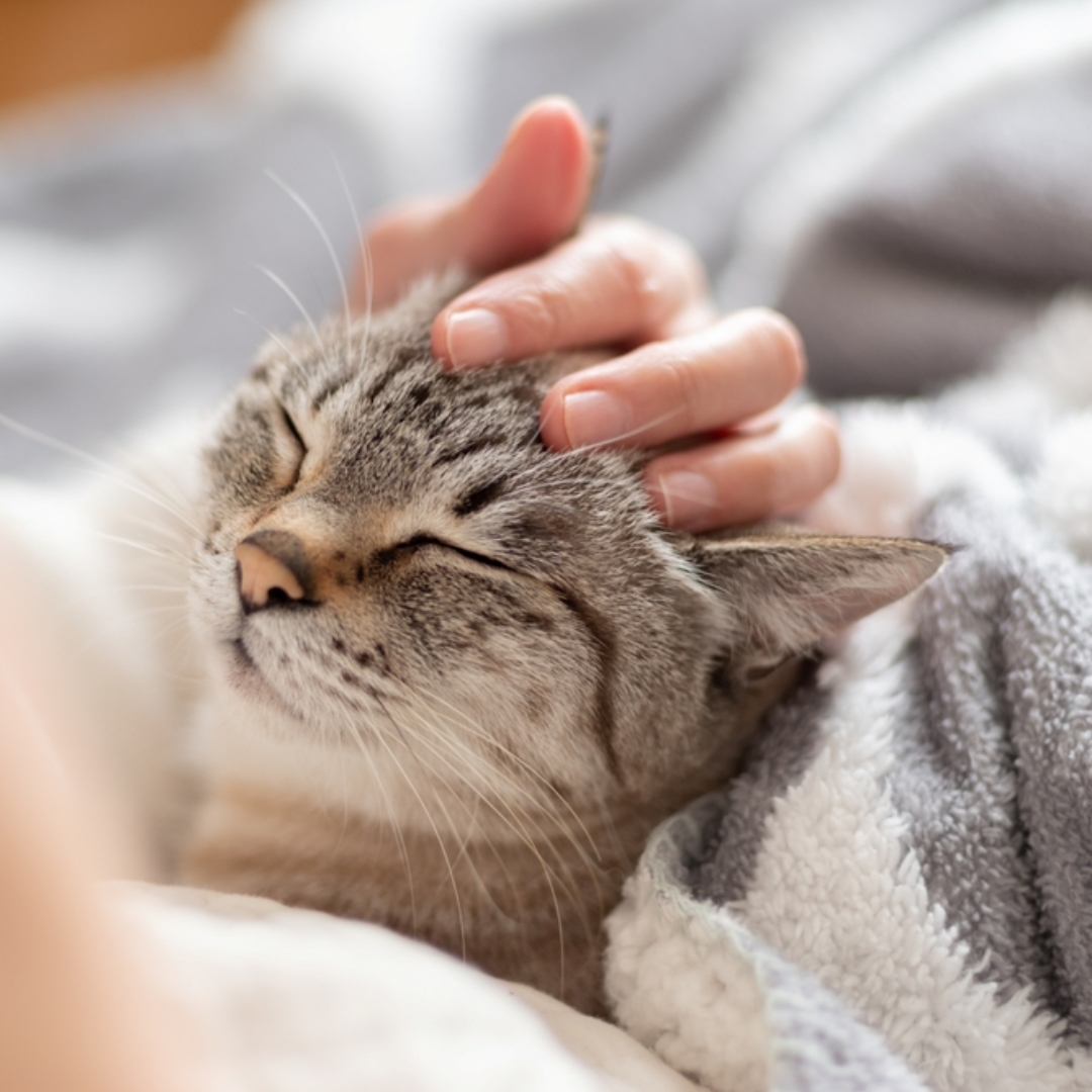 【寵物寶寶】貓糧怎麼選才不踩雷？從成分到體質，一次掌握「八大關鍵」