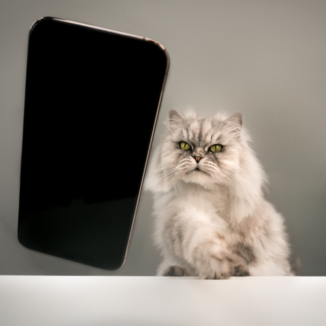 【寵物寶寶】貓咪為什麼愛把東西推下桌？如何預防貓咪不斷打翻東西