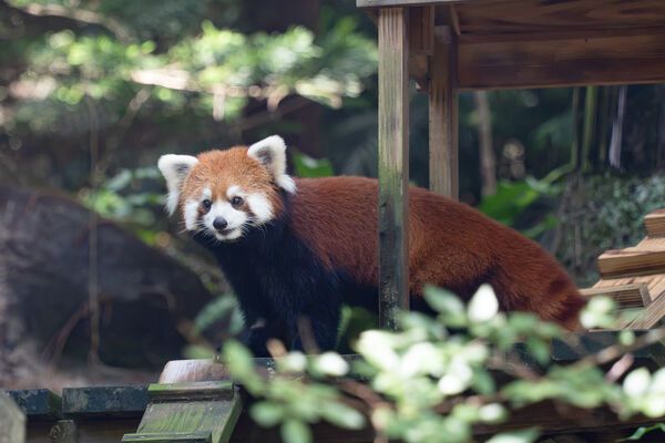 臺北市立動物園兩隻小貓熊正式亮相