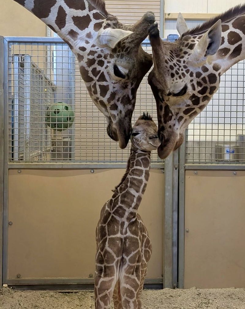 長頸鹿|美國|動物園|寶寶|溫馨|療癒