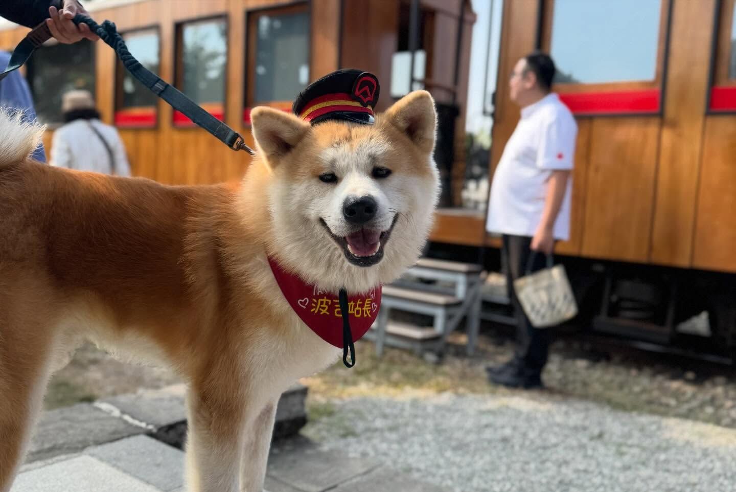 阿里山林業鐵路鹿麻產站秋田犬「波吉」