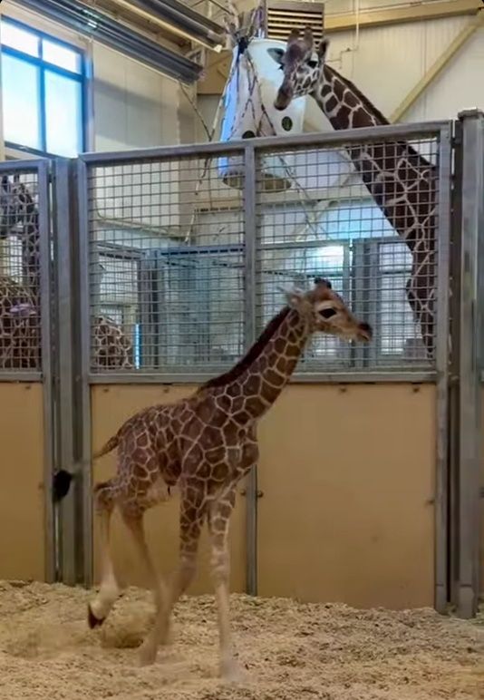 長頸鹿|美國|動物園|寶寶|溫馨|療癒