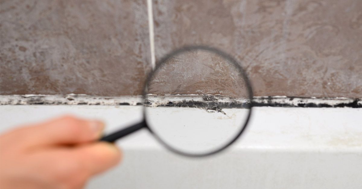 黴菌 |浴室除黴