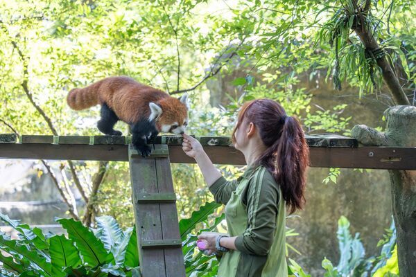 臺北市立動物園兩隻小貓熊正式亮相