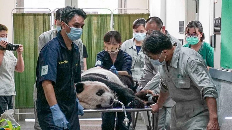 團團|貓熊|大貓熊|台北市立動物園|動物園