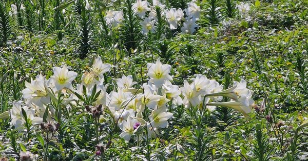 和平島地質公園百合花盛開