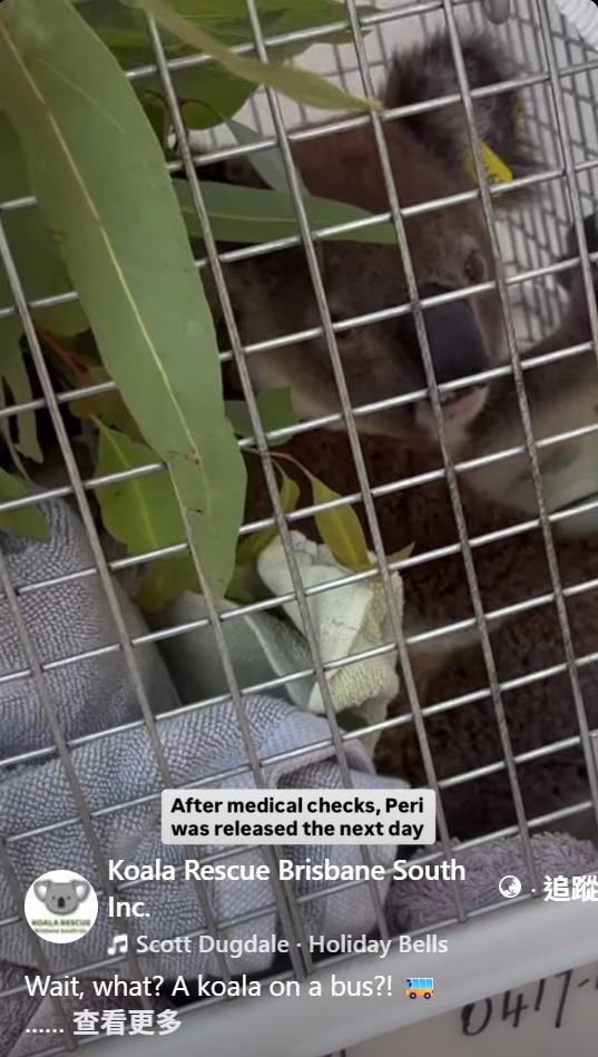 澳洲|無尾熊|迷路|公車司機|救援|搭公車|動保人員