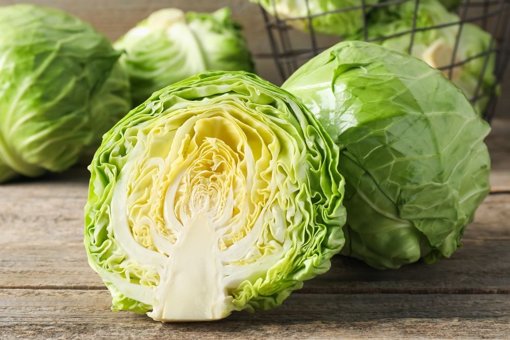 高麗菜│脹奶