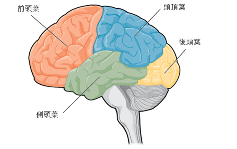 前額葉掌管著人類的高階認知功能。