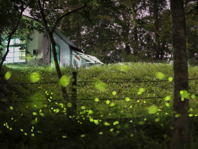 東勢林場遊樂區