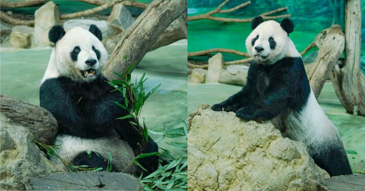 台北市立動物園｜大貓熊｜團團