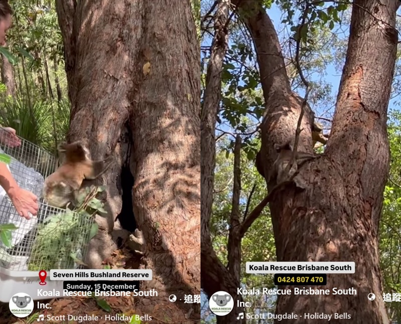 澳洲|無尾熊|迷路|公車司機|救援|搭公車|動保人員