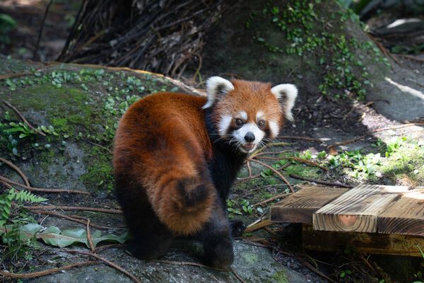 臺北市立動物園兩隻小貓熊正式亮相