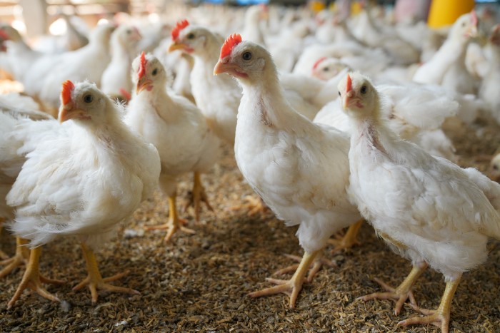 雞隻飼養｜雞肉