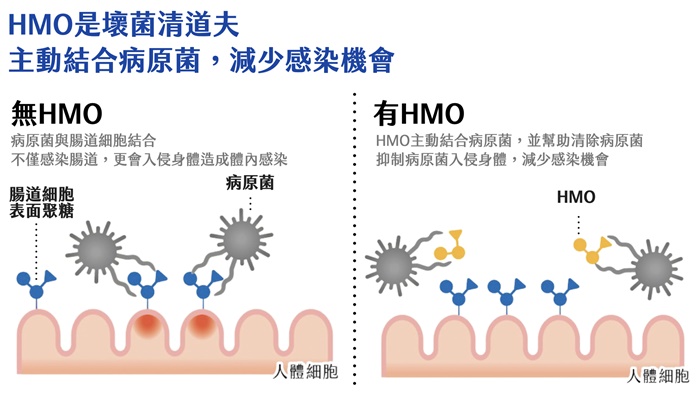 HMO 是壞菌清道夫，主動結合病原菌，減少感染機會