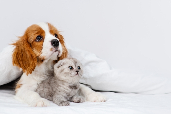 犬貓絕育補助│台北市