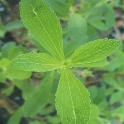 甜菊葉│健康│香草