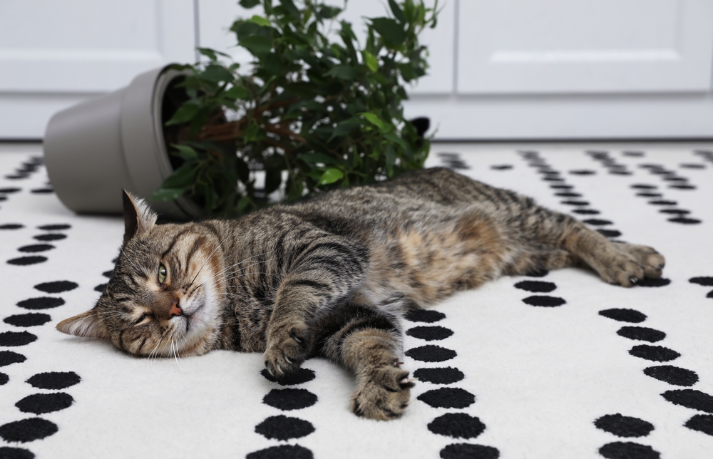 貓咪把東西推下桌