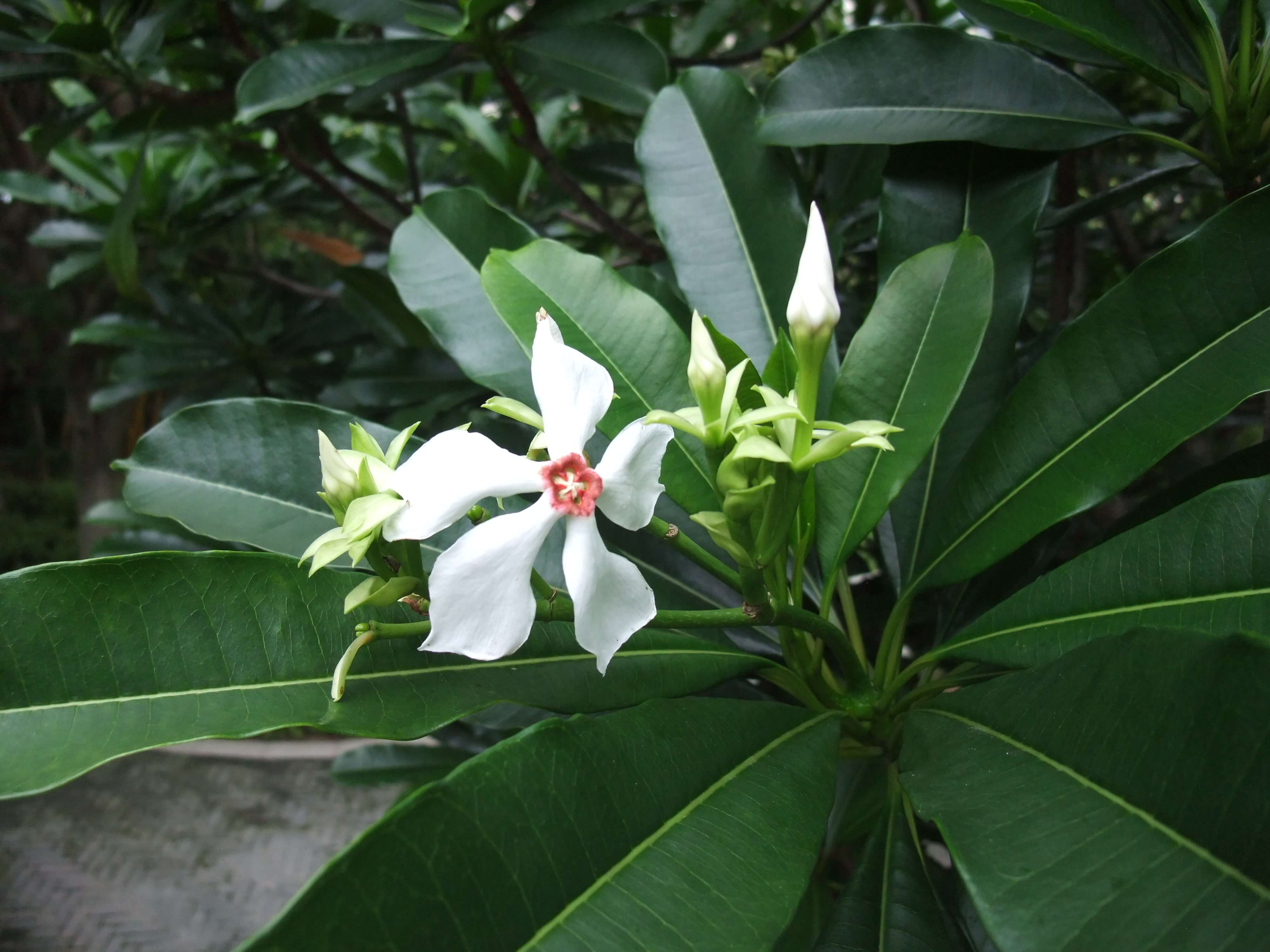 海檬果｜海芒果｜百香果