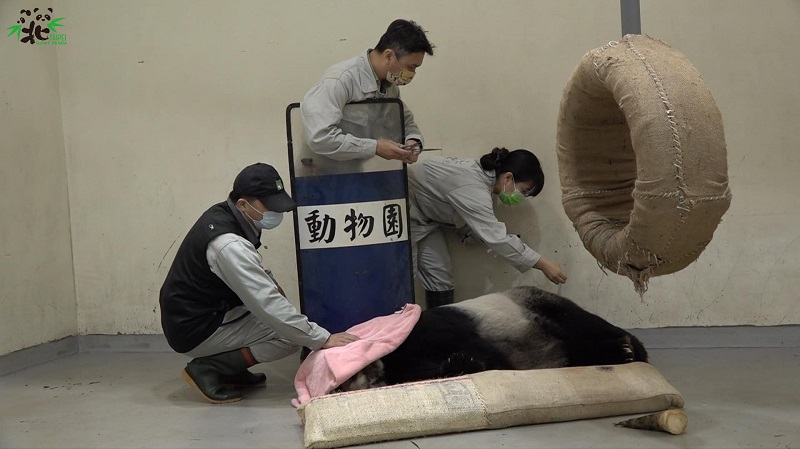 團團|貓熊|大貓熊|台北市立動物園|動物園