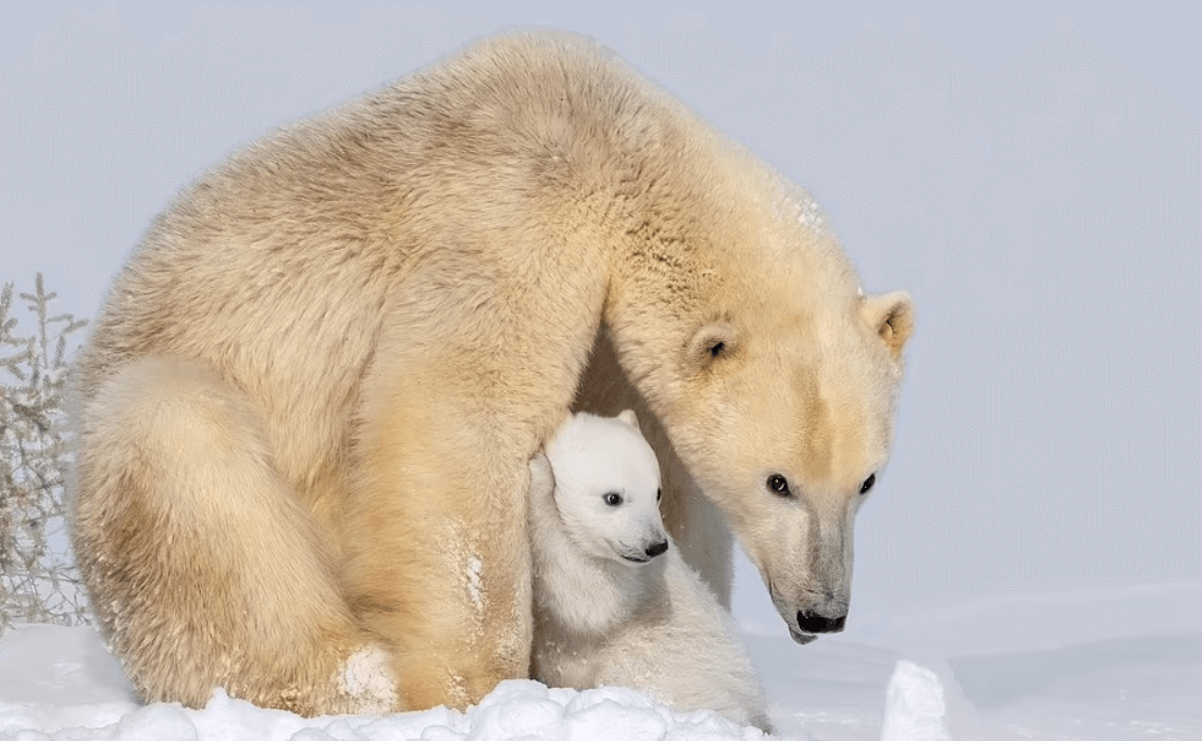 北極熊│媽媽│寶寶│可愛│崩潰媽媽
