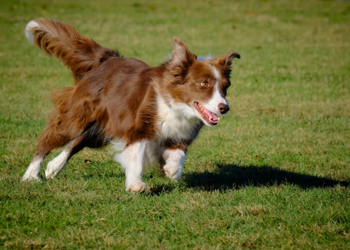 樂天桃園棒球場│棒球場寵物樂園