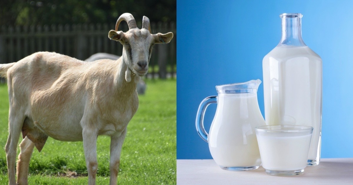 羊奶|羊奶營養價值