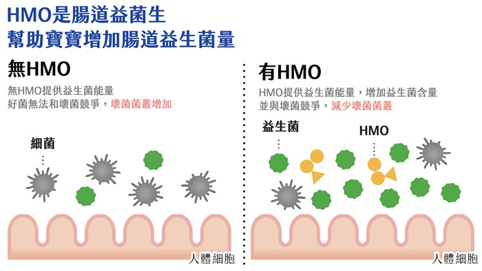 HMO 是腸道益菌生，幫助寶寶增加腸道益生菌量