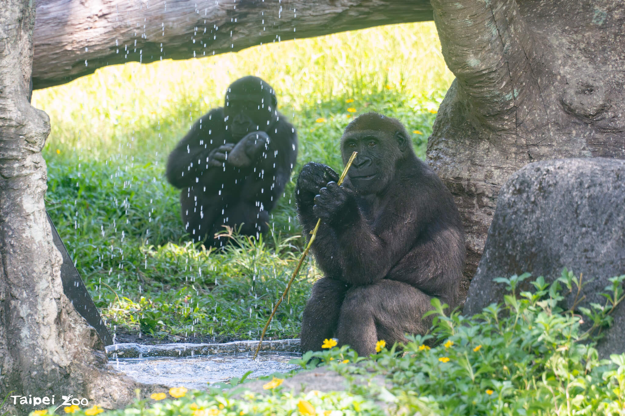 臺北市立動物園