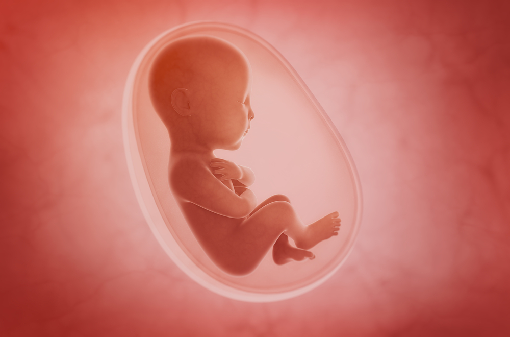 胎盤｜胚胎膜｜胚胎層