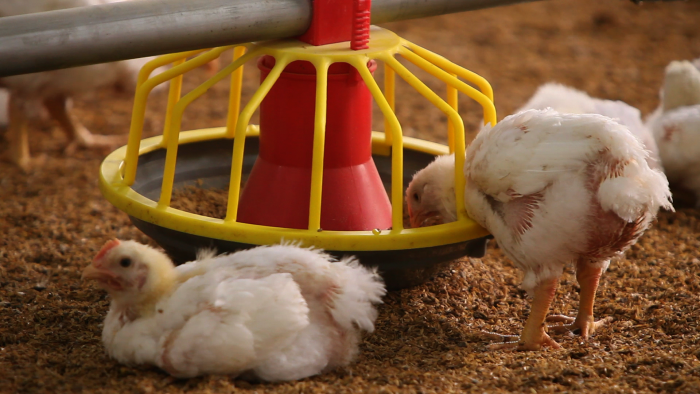 雞隻飼養｜雞肉