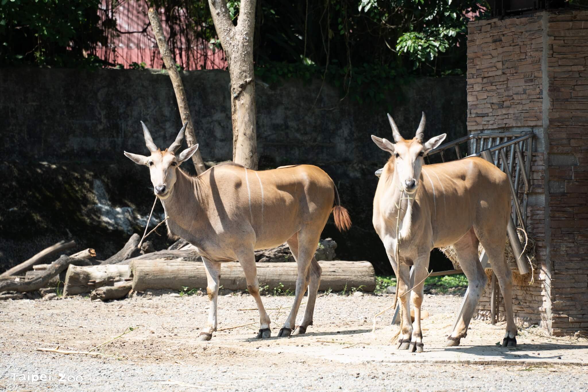 臺北市立動物園