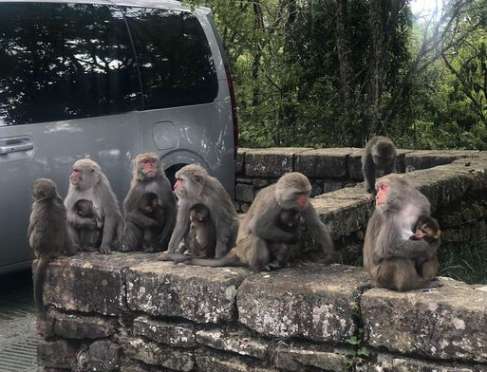 獼猴觀察 |親子生活|家庭吃喝玩樂|山塔塔加停車場