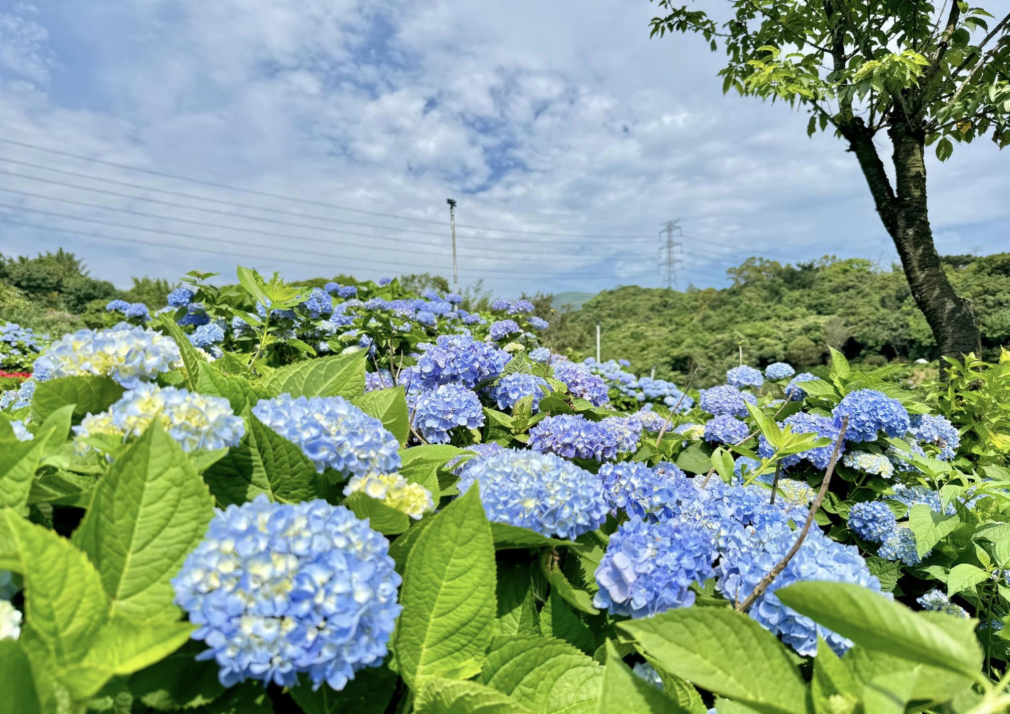 繡球花