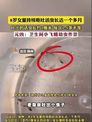 蛾蚋