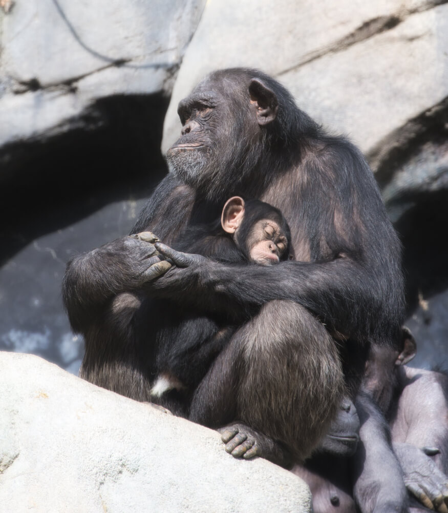 黑猩猩│母性│失去孩子│動物園