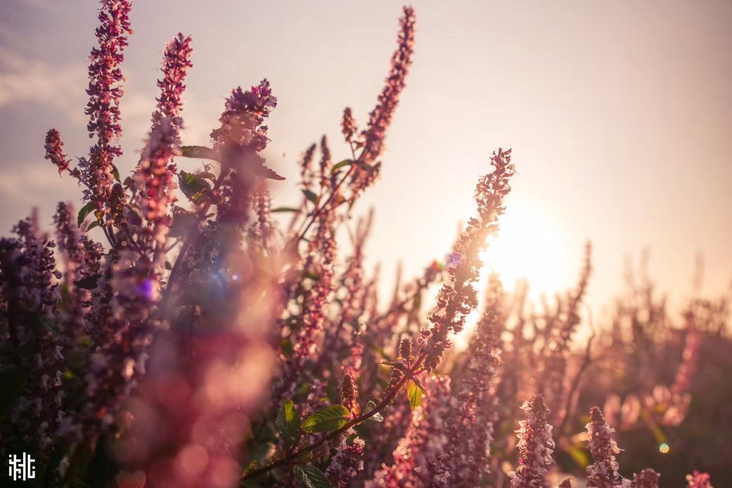 桃園仙草嘉年華