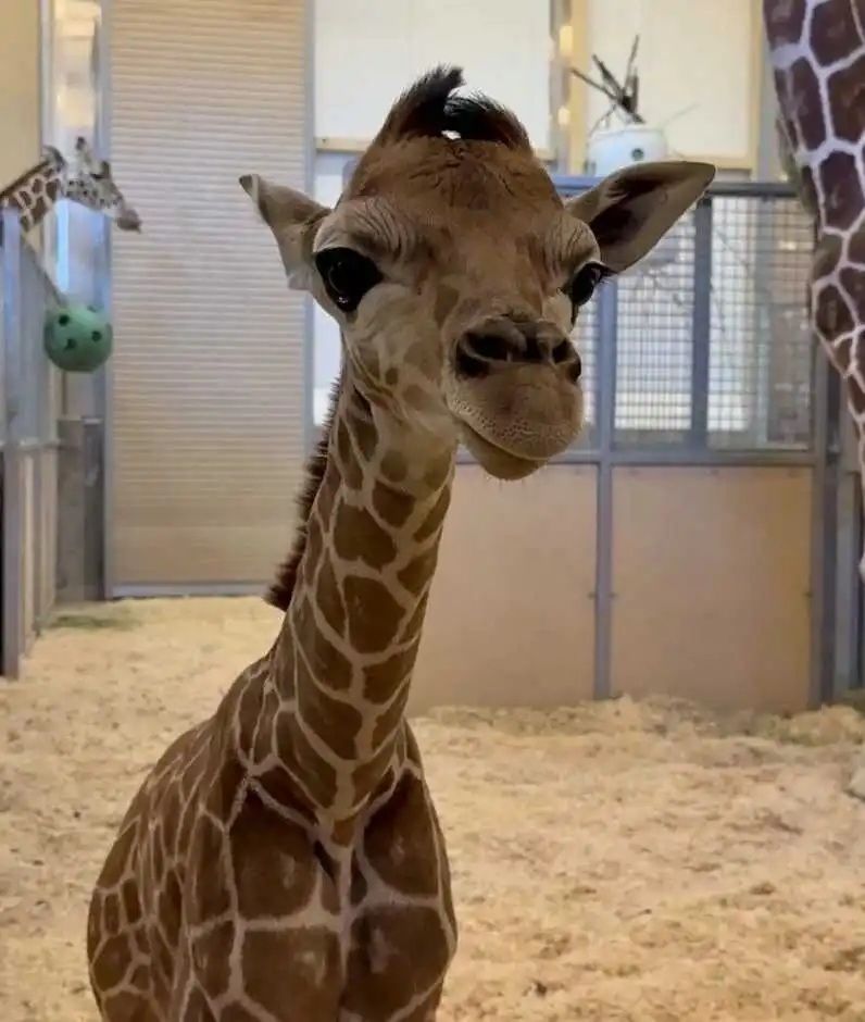 長頸鹿|美國|動物園|寶寶|溫馨|療癒