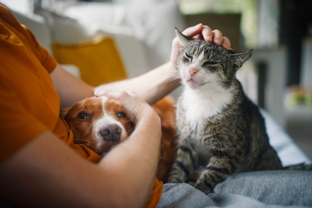 動物提供最單純的陪伴