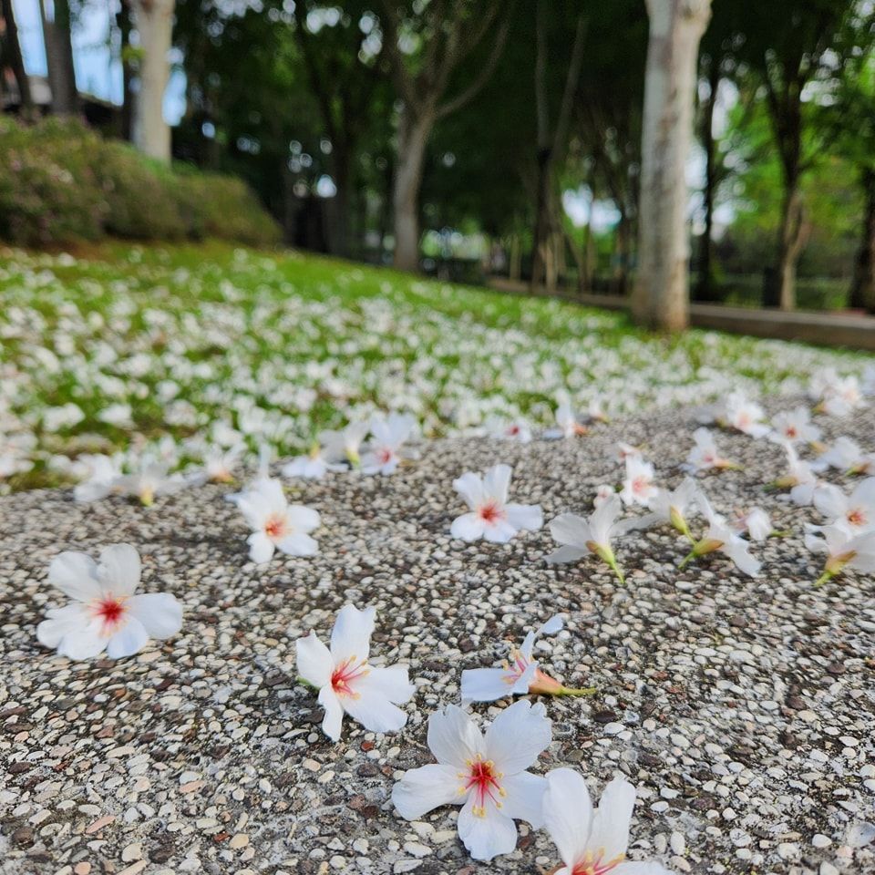 2026桃園桐花祭