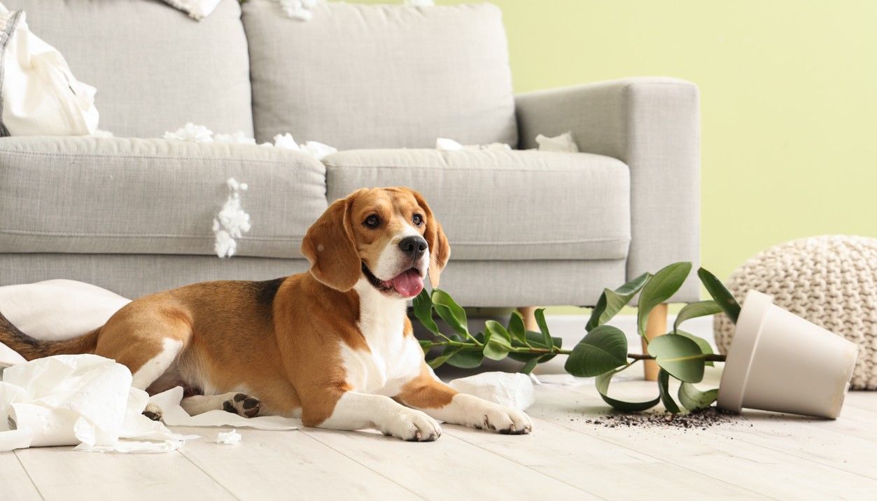 寵物|狗狗咬東西