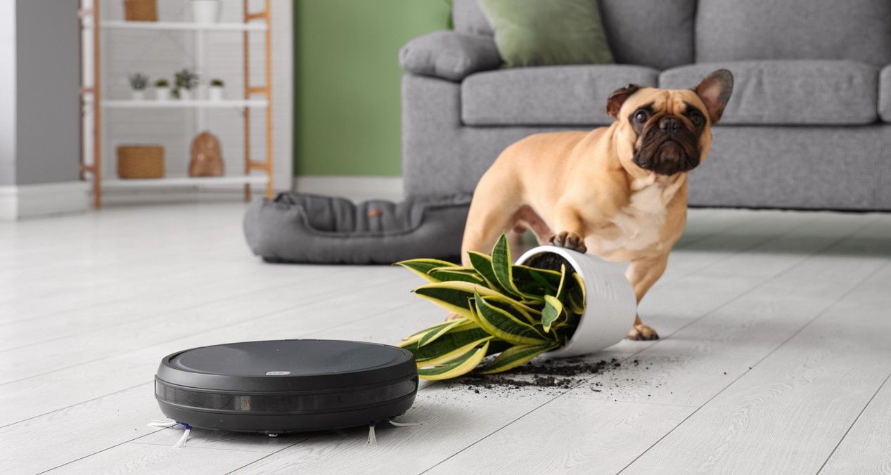 寵物|狗狗咬東西