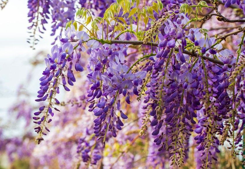 紫藤花|親子旅遊