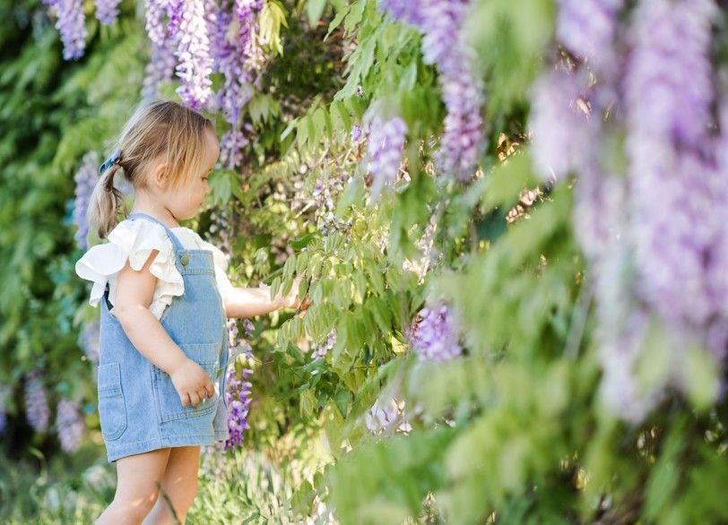 紫藤花|親子旅遊