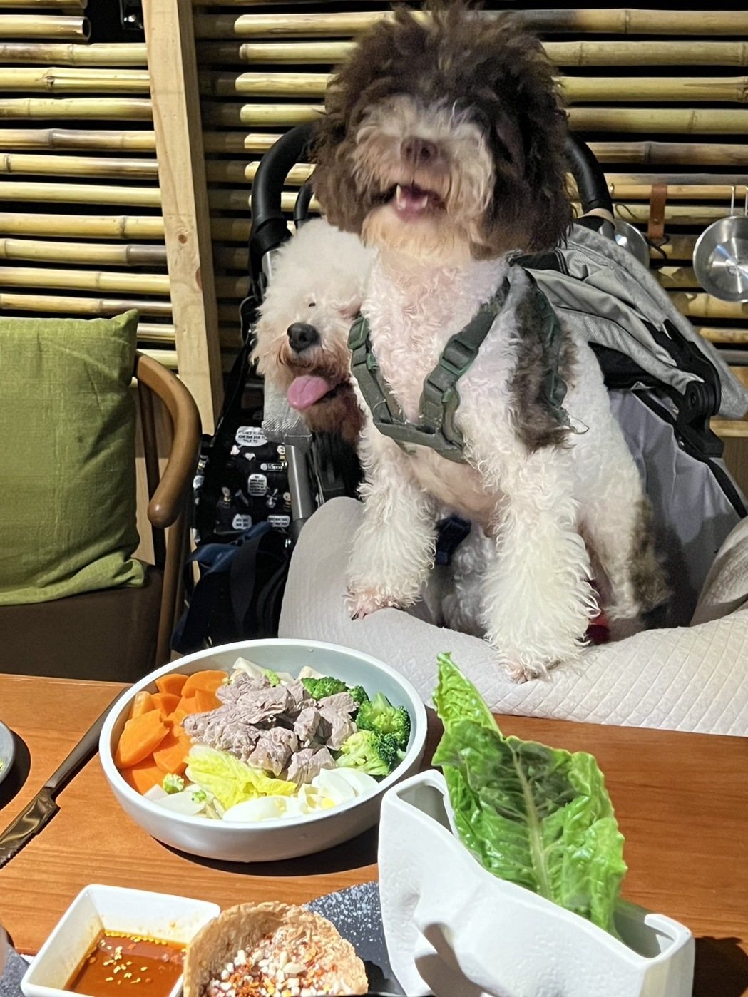寵物∣寶寶