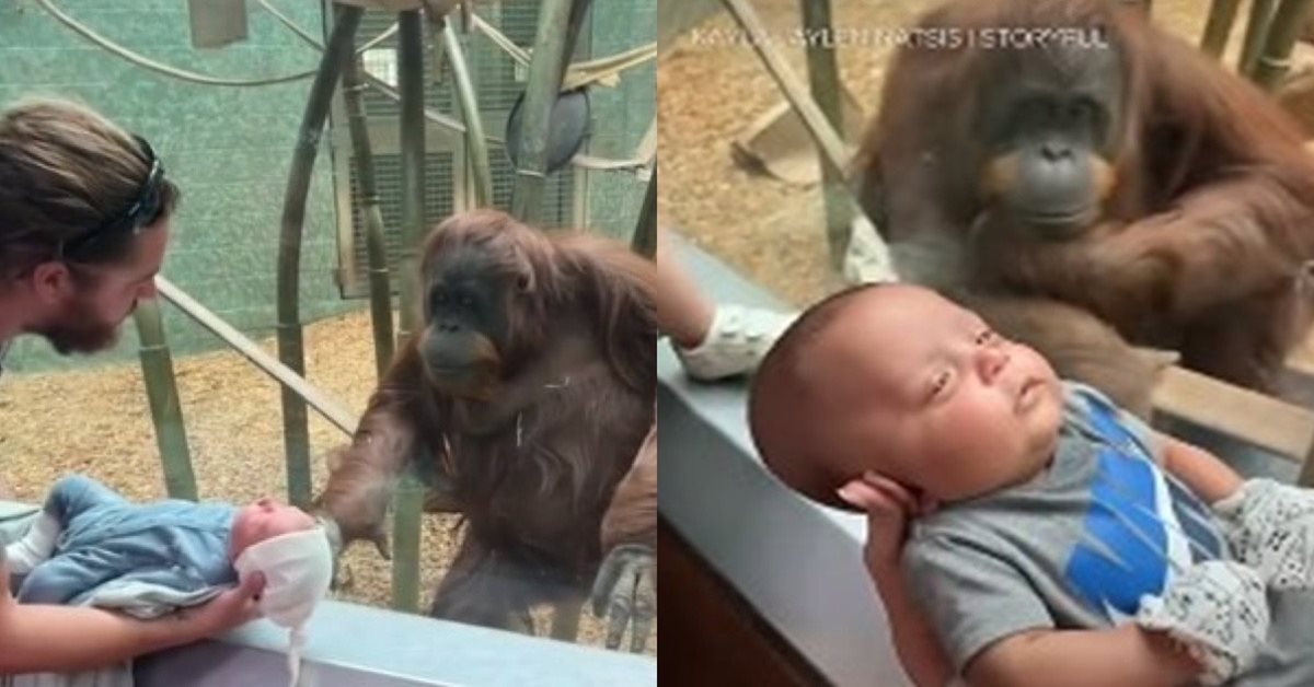紅毛猩猩|動物園|家庭吃喝玩樂