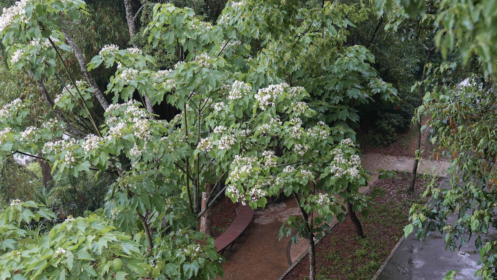 桐花│台中
