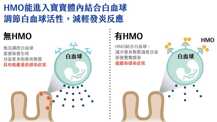 HMO 能進入寶寶體內結合白血球，調節白血球活性，減輕發炎反應