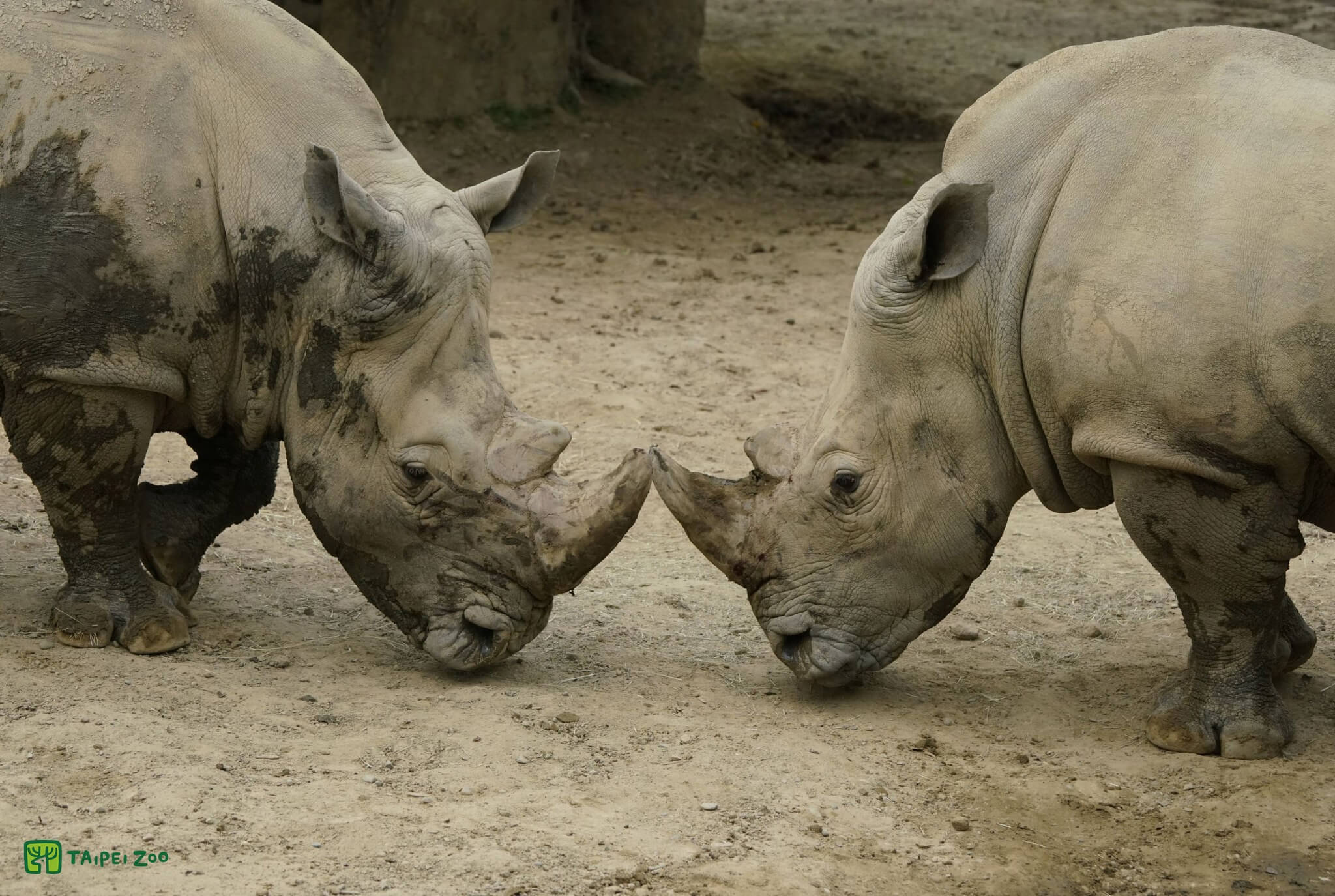 臺北市立動物園